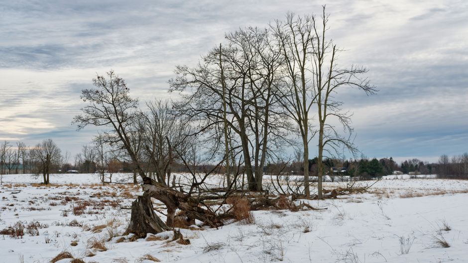A winter landscape showing a snow-covered field with leafless trees, including one fallen tree with exposed roots and broken branches, under a cloudy sky. The scene is outdoors with distant trees and houses visible on the horizon, capturing a cold, quiet setting suitable for natural environmental photography. The area appears untouched by human activity, emphasizing the natural state of the scene. Waterloo Carpet Cleaning emphasizes comprehensive surface cleaning, ensuring a hygienic environment even in outdoor spaces, although this image depicts a natural setting rather than an indoor cleaning scenario.